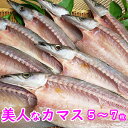 【ふるさと納税】室戸旬どれ 美人カマス 干物 5枚～7枚 旬 かます 魳 魚 海鮮 魚介類 惣菜 お