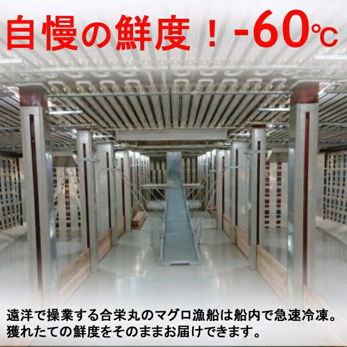 【ふるさと納税】【訳あり】厳選天然マグロ 2種 セット 合計約650g (めばちマグロ250g・びんちょうまぐろ400g) 2種類 ふるさと納税限定 食べ比べ まぐろ 鮪 魚 魚介類 刺身 海鮮 まぐろ丼 手巻き寿司 海鮮丼 サク ブロック 冷凍 コロナ 緊急支援品 送料無料 ge001