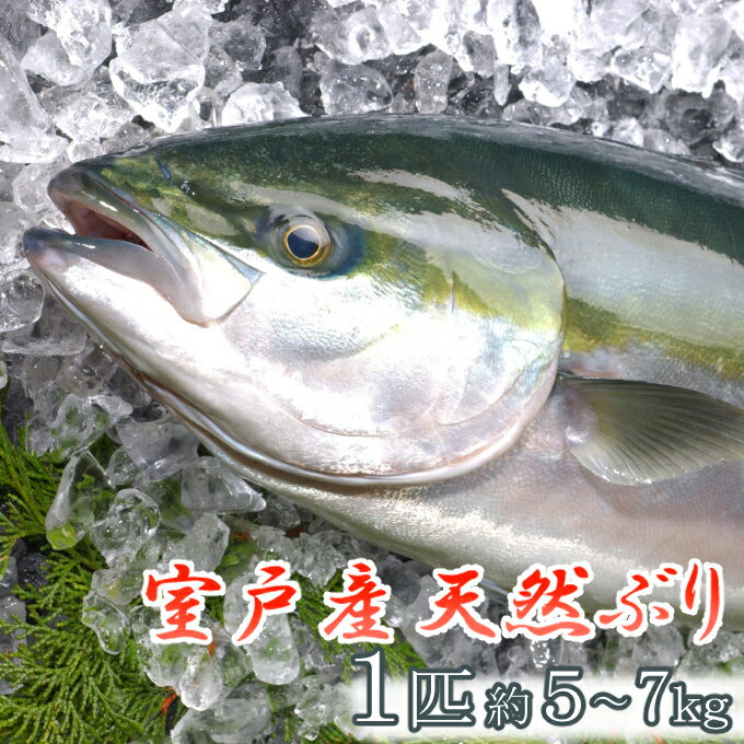 室戸産天然ぶりまるごと1匹(5kg〜)下処理不可 天然 ブリ 鰤 海鮮 魚介類 国産 送料無料