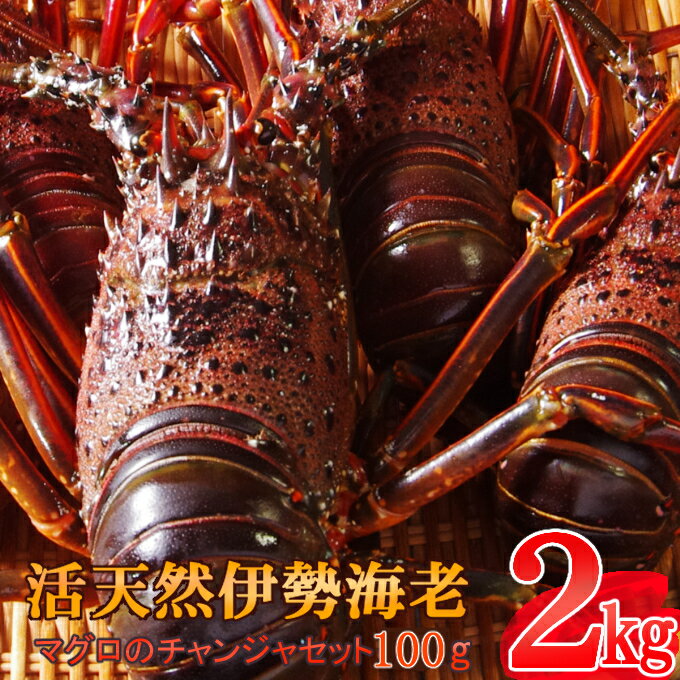 【ふるさと納税】【コロナ緊急支援品】活き伊勢海老 2kg (4～8尾) 天然まぐろのチャンジャ 100g セット 詰め合わせ 天然 伊勢エビ いせえび マグロ 鮪 珍味 惣菜 海鮮 魚介類 国産 送料無料 mm005のサムネイル