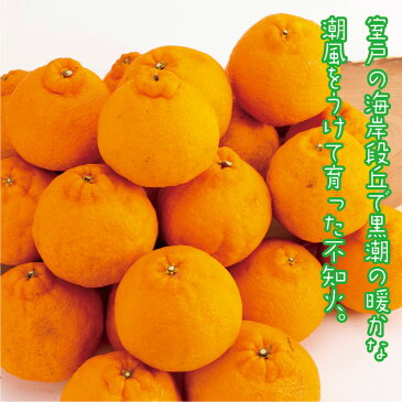 【ふるさと納税】【先行予約】【訳あり】岡村農園の不知火 5kg 15~23玉程度 【コロナ緊急支援品】不知火 しらぬい 果物 柑橘系 みかん ミカン 傷あり 不揃い ご家庭用 送料無料 <1月上旬より発送> DP002