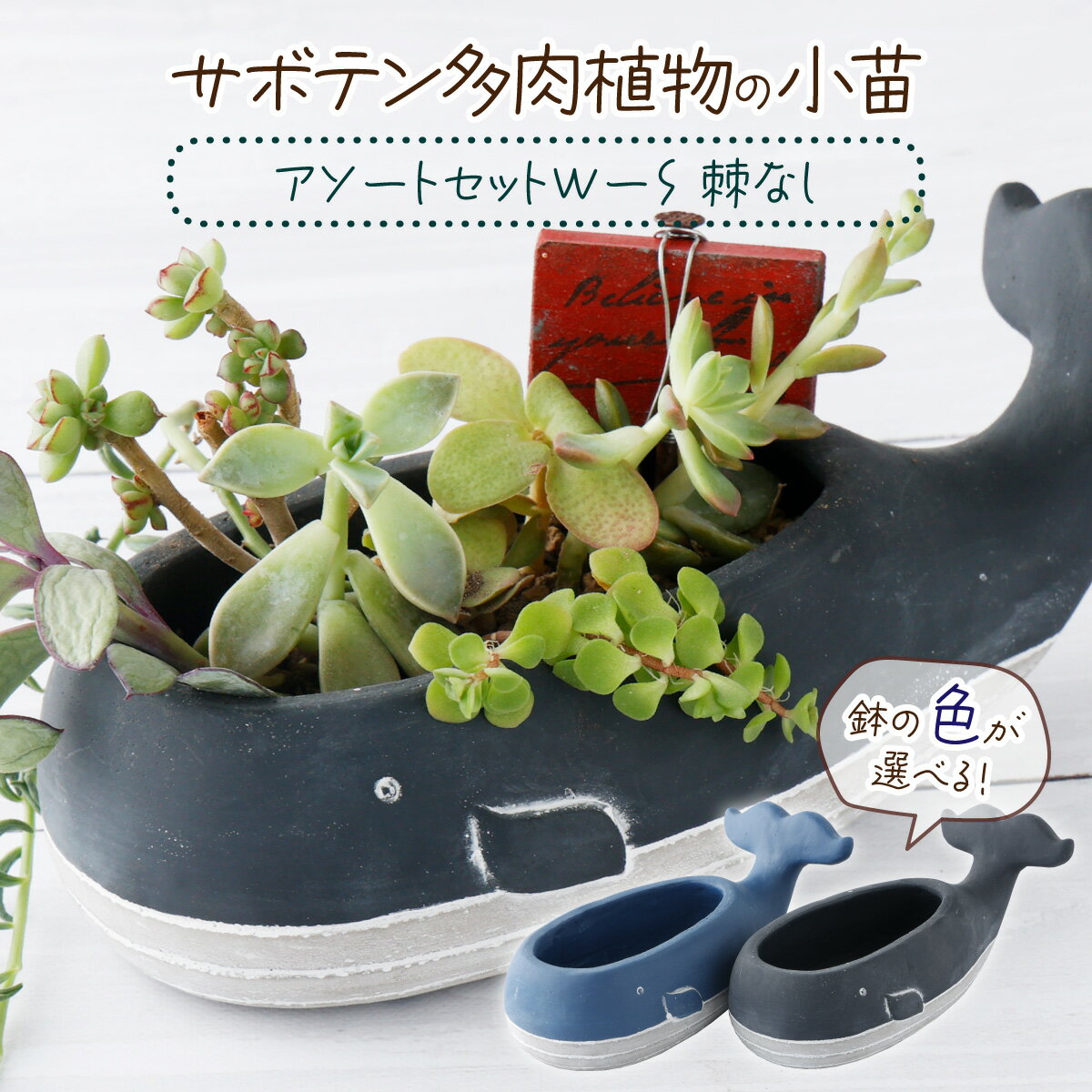 サボテン 【ふるさと納税】サボテン多肉植物の小苗アソートセットWーS（棘なし） 寄せ植え説明書付 観葉植物 初心者 寄せ植え 栽培キット おすすめ 鉢セット sh002