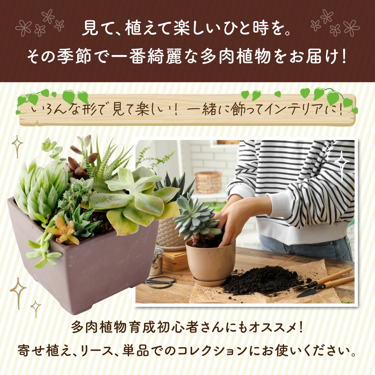 【ふるさと納税】多肉植物の小苗20本セット（20種類アソート）8000円 可愛い ミニサイズ 人気 オススメ 趣味 インテリア ナチュラル 自然 風水 緑 かわいい 初心者 おすすめ 送料無料 sh003