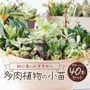 10位! 口コミ数「4件」評価「5」多肉植物の小苗40本セット（40種類アソート）可愛い ミニサイズ 人気 オススメ 趣味 インテリア ナチュラル 自然 風水 緑 かわいい 初･･･ 