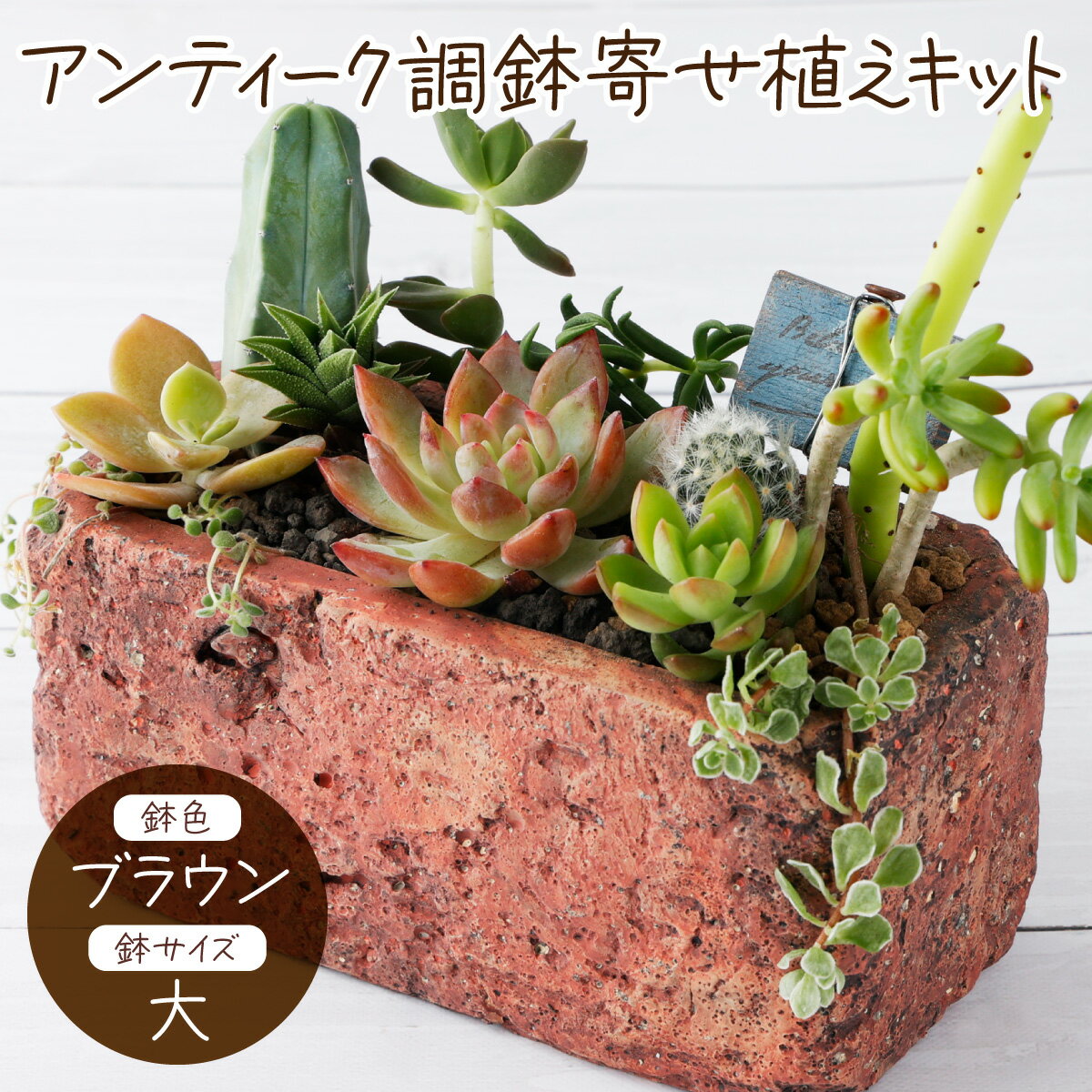 42位! 口コミ数「0件」評価「0」サボテン多肉植物の「アンティーク調鉢寄せ植えキット」（鉢色・ブラウン、鉢サイズ・大） 寄せ植え説明書付 キット 初心者 おすすめ sh007