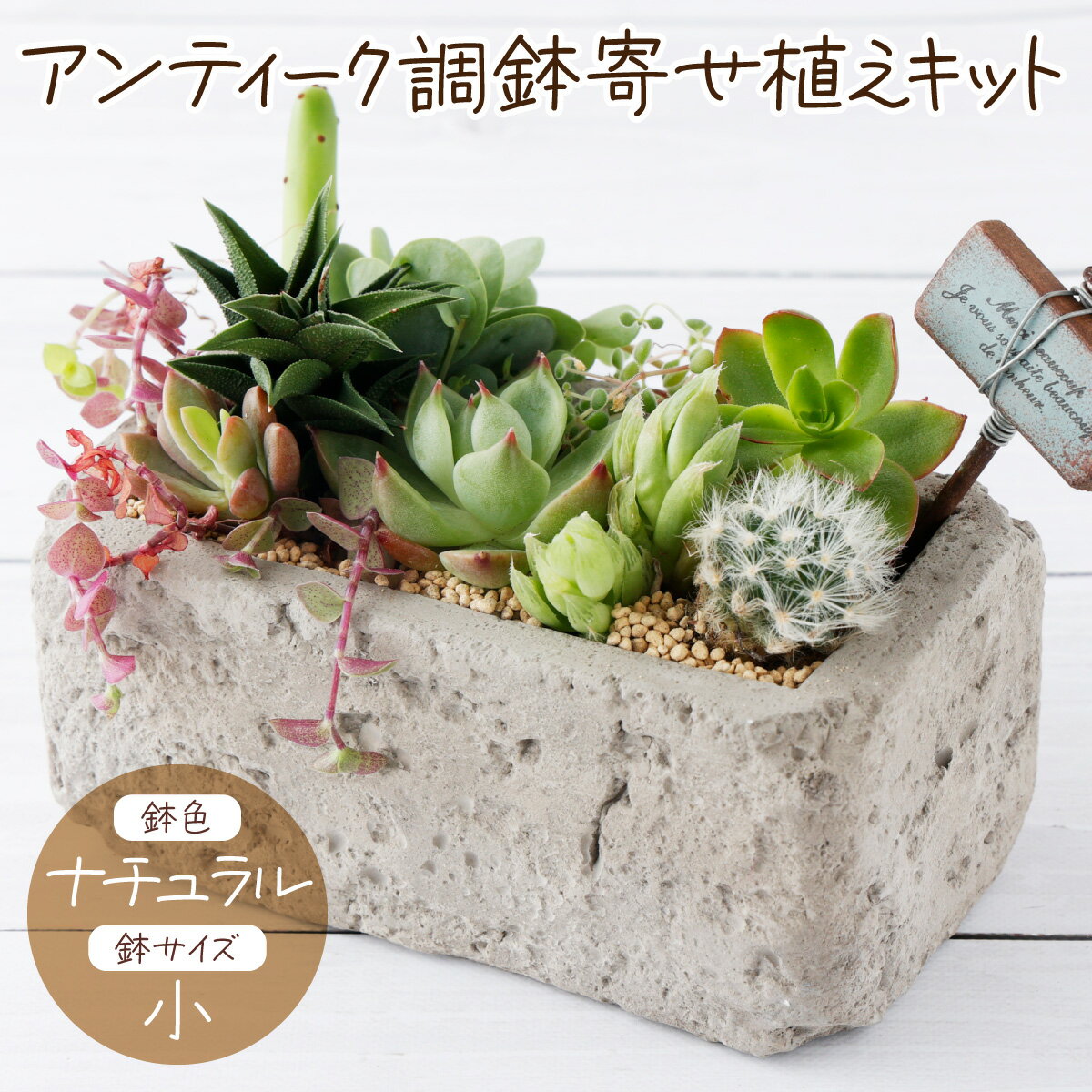 10位! 口コミ数「0件」評価「0」サボテン多肉植物の「アンティーク調鉢寄せ植えキット」（鉢色・ナチュラル、鉢サイズ・小） 寄せ植え説明書付 キット 初心者 おすすめ sh00･･･ 