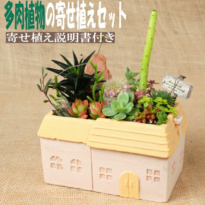 多肉植物の寄せ植えセット(メゾンレクトポット)長屋根(鉢色:ピンク、イエロー、グリーン)寄せ植え説明書付 キット 初心者 おすすめ 多肉植物 寄せ植え アソート