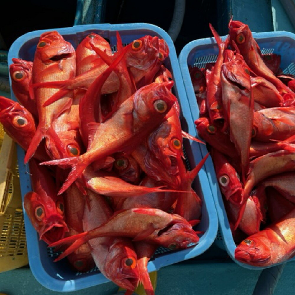 【ふるさと納税】漁師直送　天然地金目鯛　900g〜1kg　1匹 キンメダイ 魚 タイ 鯛 魚介類 鮮魚 海鮮 送料無料 yu002