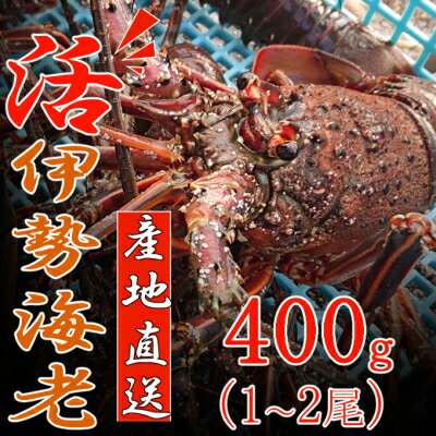 [捌き方レシピ・軍手付き]活きイセエビ漁師直送!!400g(1尾、1人前) お刺身 お鍋 しゃぶしゃぶ 天然 国産 魚介 海鮮 イセエビ 海老 伊勢エビ エビ 惣菜 おせち 10,000円 送料無料