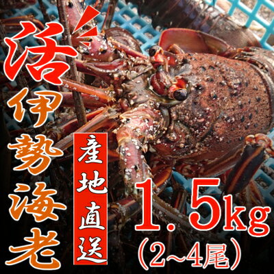 【捌き方レシピ・軍手付き】活きイセエビ漁師直送！！1.5kg（2～4尾、3～4人前） お刺身 お鍋 しゃぶしゃぶ 天然 国産 魚介 1500g 海鮮 イセエビ 海老 エビ 惣菜 伊勢エビ おせち 送料無料 he013