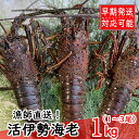 【ふるさと納税】【漁師直送】活伊勢海老1kg〈お刺身・お鍋な