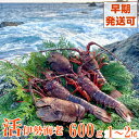 【ふるさと納税】【天然】活伊勢海老600g お刺身 お鍋 しゃぶしゃぶ 天然 国産 魚介 海鮮 惣菜 送料無料 be001