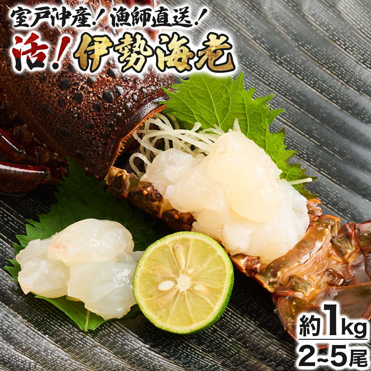 【先行予約】【ふるさと納税】【漁師直送】室戸沖（活）伊勢海老　1kg　2〜5尾 〈お刺身・お鍋などに...