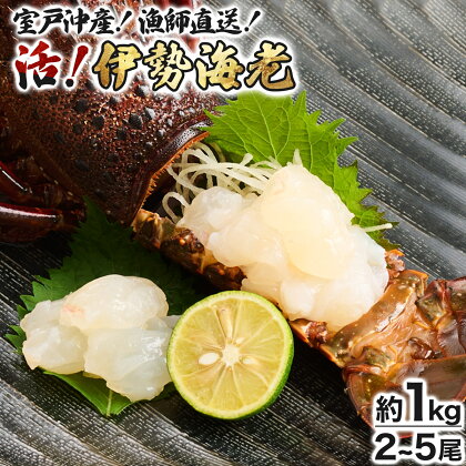 【漁師直送】室戸沖（活）伊勢海老　1kg　2〜5尾 〈お刺身・お鍋などにおすすめ〉 天然 国産 魚介 海鮮 惣菜 送料無料＜ ht008＞