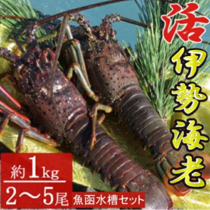 【先行予約】【ふるさと納税】【漁師直送】室戸沖（活）伊勢海老　1kg（2～5尾）魚函水槽セット〈お刺...