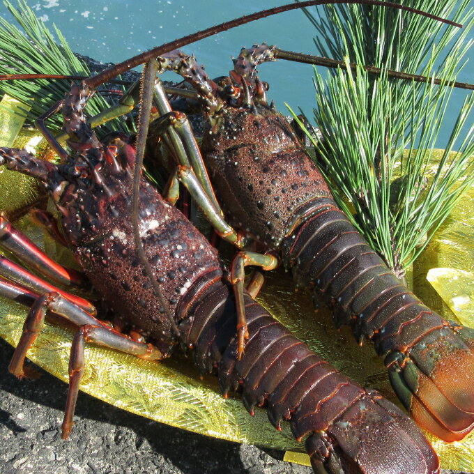 【ふるさと納税】【漁師直送】室戸沖（活）伊勢海老　5kg　10〜25尾 〈お刺身・お鍋などにおすすめ〉 天然 国産 魚介 海鮮 惣菜 送料無料＜ ht005＞