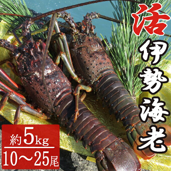 【先行予約】【ふるさと納税】【漁師直送】室戸沖（活）伊勢海老　5kg　10〜25尾 〈お刺身・お鍋などに..