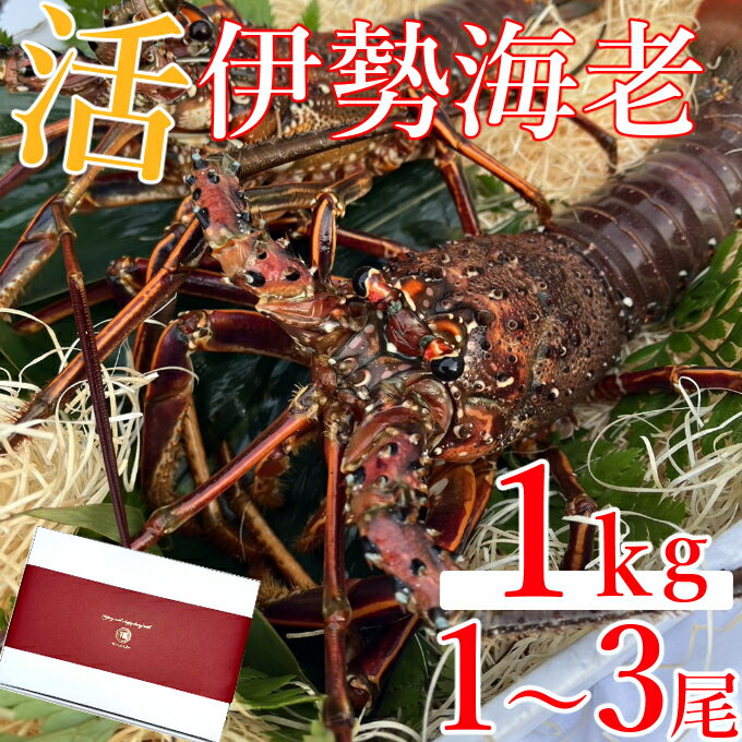 【ふるさと納税】室戸市産活伊勢海老　1kg　レシピ、軍手、キッチンバサミ付き お刺身 お鍋 しゃぶしゃぶ 天然 国産 魚介 海鮮 惣菜 送料無料 hk009