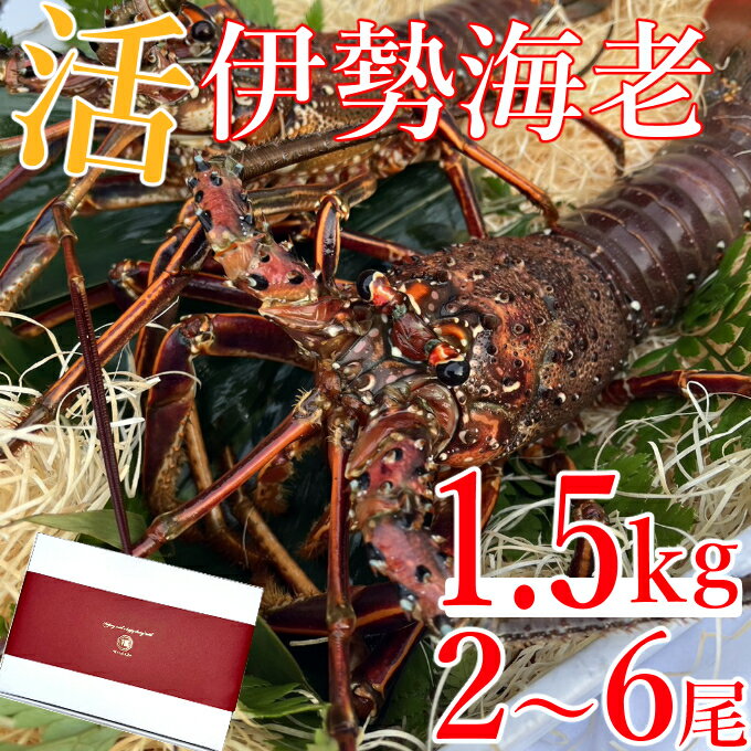 1位! 口コミ数「0件」評価「0」【先行予約】室戸市産活伊勢海老　1.5kg　レシピ、軍手、キッチンバサミ付き お刺身 お鍋 しゃぶしゃぶ 天然 国産 魚介 海鮮 惣菜 送料･･･ 