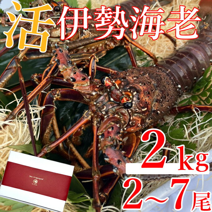 【先行予約】室戸市産活伊勢海老　2kg　レシピ、軍手、キッチンバサミ付き お刺身 お鍋 しゃぶしゃぶ 天然 国産 魚介 海鮮 惣菜 送料無料 hk011