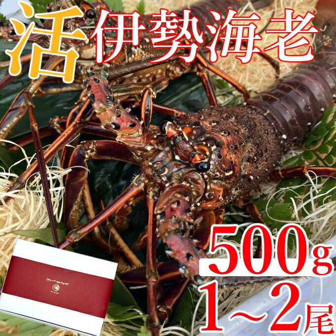 【先行予約】室戸市産活伊勢海老　500g　レシピ、軍手、キッチンバサミ付き お刺身 お鍋 しゃぶしゃぶ 天然 国産 魚介 海鮮 惣菜 20000円 送料無料 hk001