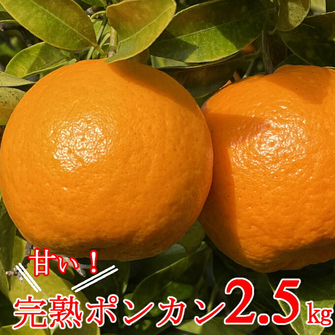 【ふるさと納税】先行予約 越年完熟 室戸ポンカン ぽんかん 約2.5kg 20個前後 柑橘 みかん ミカン 果物 フルーツ 送料無料 ＜1月下旬からお届け＞ sa002のサムネイル