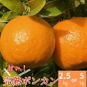 【ふるさと納税】先行予約 2月発送 ポンカン ポンカン ぽんかん 高知県 室戸市産 2.5kg 5kg 柑橘 フルーツ 果物 ミカン みかん 送料無料 人気 お...