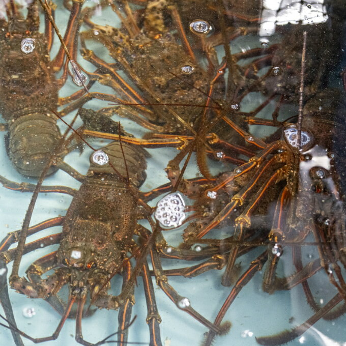 【ふるさと納税】 室戸伊勢海老フライ