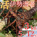 【ふるさと納税】 【先行予約】 室戸市産活伊勢海老 3kg レシピ、軍手付き お刺身 お鍋 しゃぶしゃぶ 天然 国産 魚介 海鮮 惣菜 送料無料 hk007