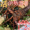 【ふるさと納税】 【先行予約】 室戸市産活伊勢海老 600g レシピ、軍手付き お刺身 お鍋 しゃぶしゃぶ 天然 国産 魚介 海鮮 惣菜 送料無料 hk002
