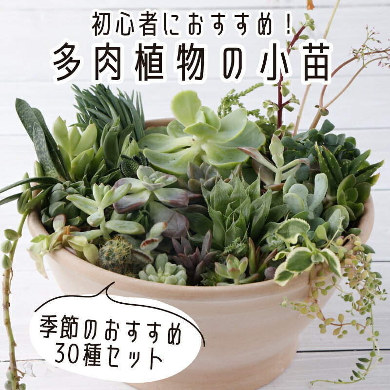 多肉植物の小苗30本セット(30種類アソート)10000円 可愛い ミニサイズ 人気 オススメ 趣味 インテリア ナチュラル 自然 風水 緑 かわいい 初心者 おすすめ ギフト 菜園 緑 しょくぶつ たにくしょくぶつ 自然 プレゼント 誕生日 送料無料