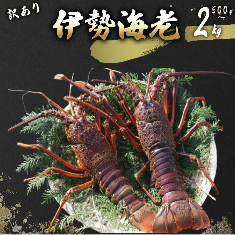活 伊勢海老 訳あり 500g〜2kg 活き伊勢海老 訳あり 室戸産 国産 エビ えび 海鮮 魚介 産地直送 プリプリ 味噌汁 刺身 焼き物 汁物 室戸海洋深層水 黒潮 送料無料 高知県 室戸市