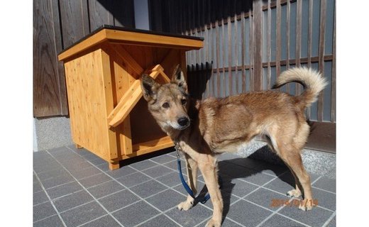 【ふるさと納税】高知県産杉の犬小屋 中型犬コース ペットハウス 犬 ハウス おしゃれ 犬ケージ 犬ごや ドッグハウス 木製 屋外 室外 ペット用品 送料無料 KS002