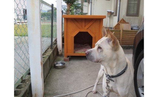 【ふるさと納税】高知県産杉の犬小屋 大型犬コース ペットハウス 犬 ハウス おしゃれ 犬ケージ 犬ごや ドッグハウス 木製 屋外 室外 ペット用品 送料無料 KS003