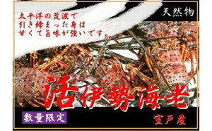 【ふるさと納税】天然(活)伊勢海老 1kg 3～5匹 イセエビ 生きたまま 伊勢エビ いせえび 海鮮 魚介類 冷蔵 国産 送料無料＜UO011＞