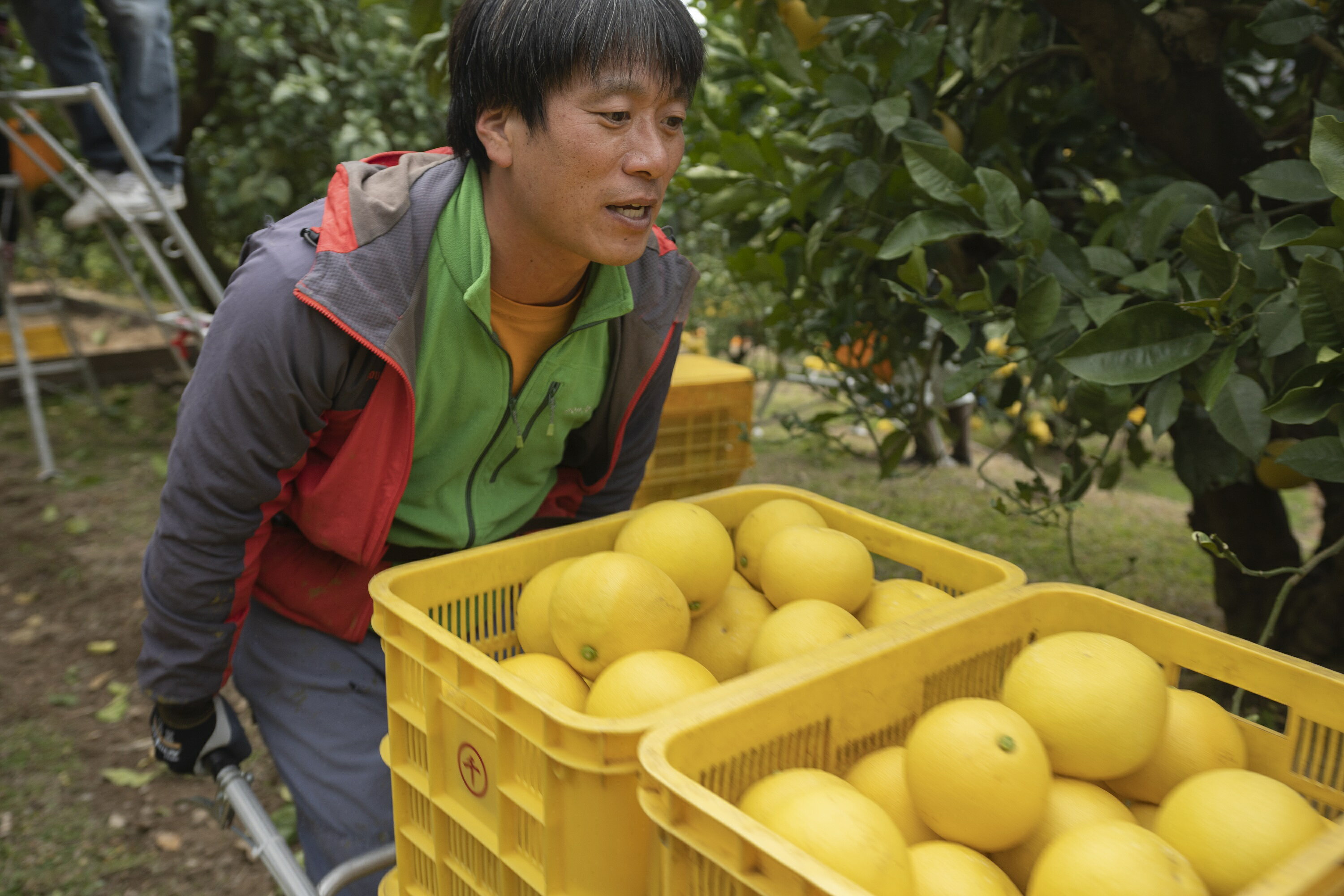 新作日本製 千光士農園の土佐文旦小玉10kg(ご家庭用スレキズあり):高知県安芸市 2022
