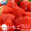 【ふるさと納税】【先行予約】 いちご 紅ほっぺ さがほのか 約 1kg ( 約 250g × 4パック ) 【2025年12月~発送予定】 果物 フルーツ イチゴ 苺 小分け パック 期間限定 季節限定 数量限定 旬 高知県産 高知県安芸市