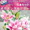 11位! 口コミ数「2件」評価「5」ユリ（オリエンタルリリー）5本セット　高知県安芸市「福田園芸」　ゆり　オリエンタル・ハイブリット　大輪で香りが良く、ユリの王様、女王と呼ばれ･･･ 