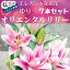 【ふるさと納税】ユリ（オリエンタルリリー）7本セット　高知県安芸市「福田園芸」ゆり　オリエンタル・ハイブリット　大輪で香りが良く、ユリの王様、女王と呼ばれています　ギフトにもおすすめ　プレゼント　送料無料