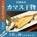 【ふるさと納税】カマスのひらき｜田渕水産の干物　高知県安芸市　田渕水産　カマス　干し物　水産加工品　うす塩天日　お歳暮　ギフト