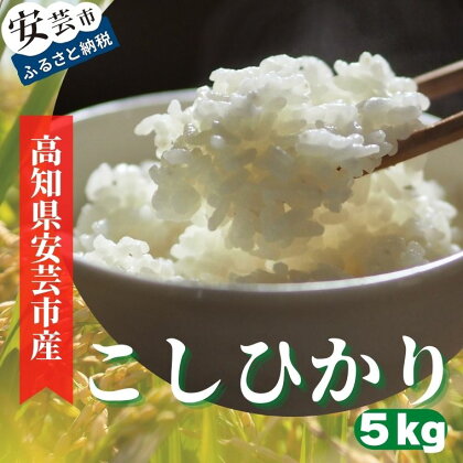 《令和5年産》安芸の豊かな自然の恵みを頂いて育ったお米「こしひかり」5kg　高知県安芸市　農家直送　米　5kg　白米　コシヒカリ