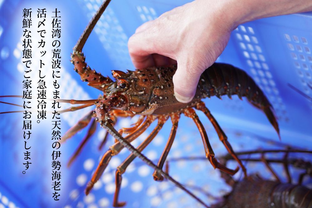 【ふるさと納税】 天然活〆伊勢海老 1kg イセエビ 伊勢えび 海老 エビ 刺身 さしみ 海鮮 魚介類 天然 贅沢 冷凍 新鮮 国産 ふるさと納税伊勢海老 ふるさと納税海鮮 ふるさと納税魚介 高知県 安芸市