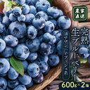 【ふるさと納税】 農家直送 完熟生ブルーベリー(サザンハイブッシュ系)600g×2箱 2026年発送 早期予約 土佐ひらやま農園 ブルーベリー フルーツ 果物 くだもの 食品 人気 美容 おすすめ 期間限定 数量限定 高知県 南国市