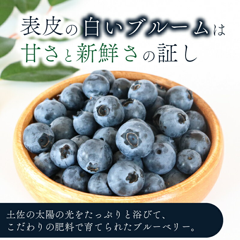 【ふるさと納税】 訳あり 農家直送 完熟生ブルーベリー ラビットアイ系 1800g 2026年発送 土佐ひらやま農園 ブルーベリー フルーツ 果物 くだもの 食品 人気 美容 おすすめ 期間限定 数量限定 高知県 南国市