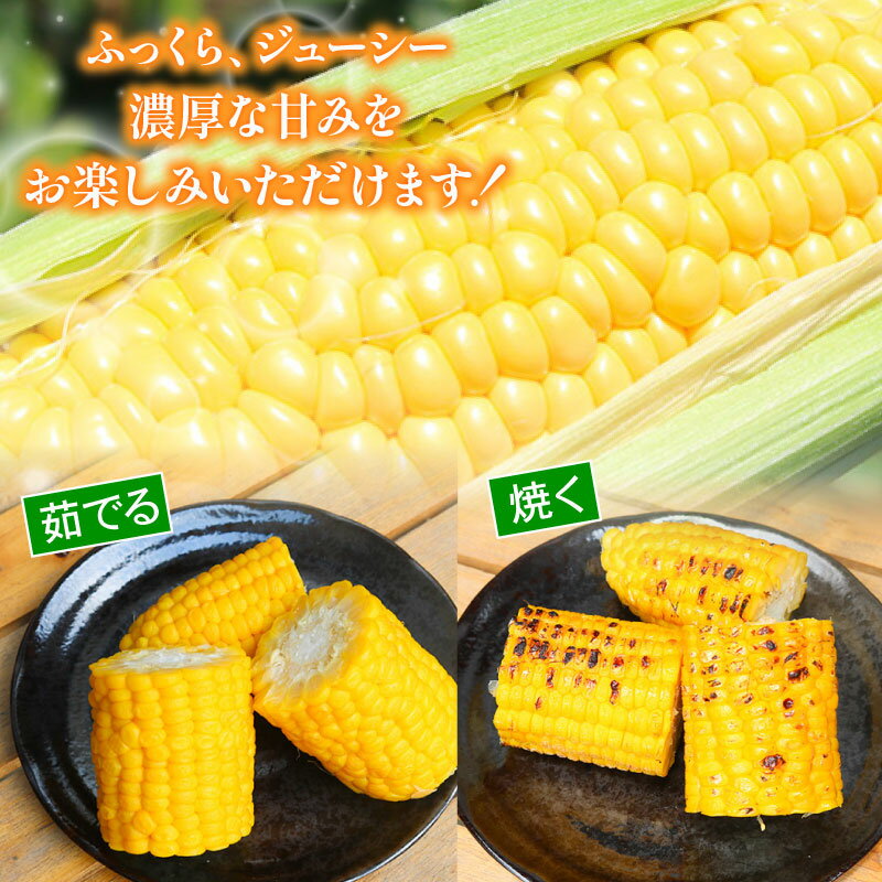 【ふるさと納税】 訳あり スイートコーン ゴールドラッシュ 2kg 5-6本 2026年発送 6月 贈答用 ギフト用にも スイート コーン 野菜 トウモロコシ とうもろこし 厳選 人気 夏 やさい 旬 甘い 先行予約 産地直送 数量限定 冷蔵 期間限定 季節限定 おすすめ 高知県 南国市