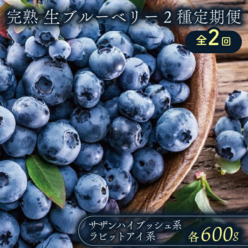 【ふるさと納税】 農家直送 完熟生ブルーベリー サザンハイブッシュ系 ラビットアイ系 600g 2回 定期便 2026年発送 早期予約 土佐ひらやま農園 ブルー...