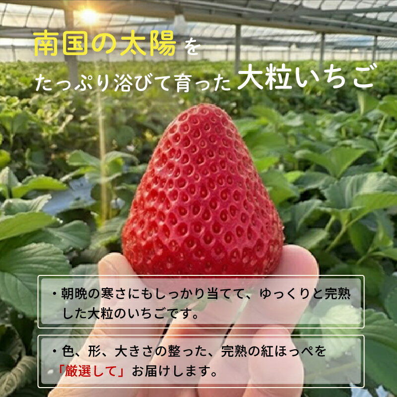 【ふるさと納税】 先行予約 いちご 紅ほっぺ 贈答品 2箱（4パック：36～54粒） 2026年1月発送開始 | 高級 厳選 こだわり 贅沢 贈り物 ギフト プレゼント 限定 お取り寄せ 苺 いちご 果物 くだもの フルーツ 人気 旬 甘い 大粒 高糖度 産地直送 期間限定 高知県 南国市