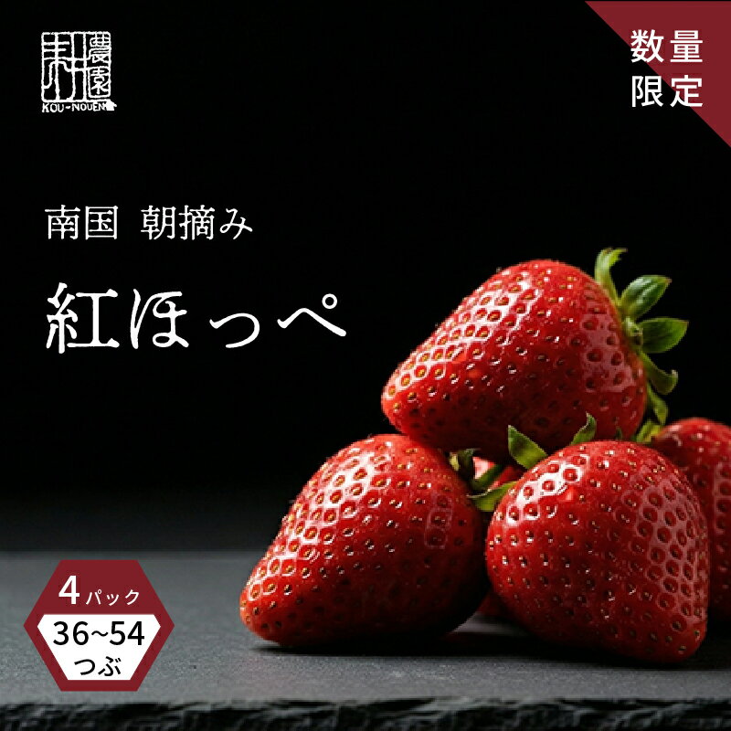 【ふるさと納税】 先行予約 いちご 紅ほっぺ 贈答品 2箱（4パック：36～54粒） 2026年1月発送開始 | 高級 厳選 こだわり 贅沢 贈り物 ギフト プレゼント 限定 お取り寄せ 苺 いちご 果物 くだもの フルーツ 人気 旬 甘い 大粒 高糖度 産地直送 期間限定 高知県 南国市
