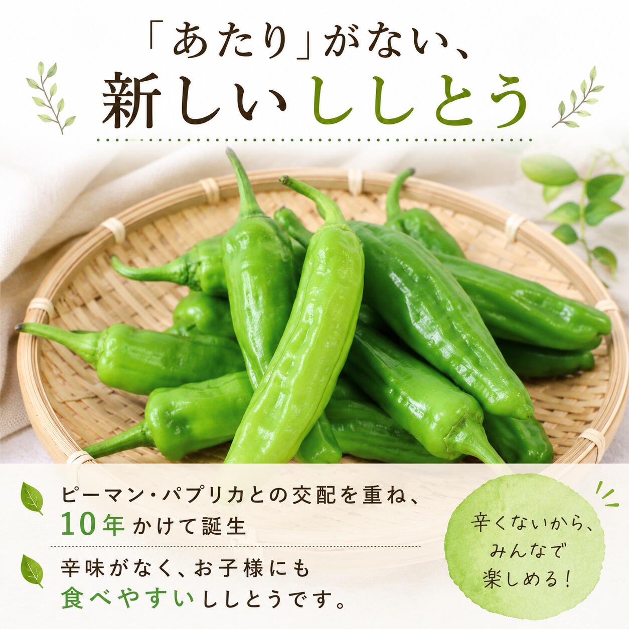【ふるさと納税】 先行予約 ししとう 500g 辛くない シシトウ 新鮮 野菜 ししまろ 獅子唐 やさい 夏野菜 旬野菜 炒め物 野菜炒め 天ぷら バーベキュー BBQ 高知県 南国市 f392049-nankoku-10001444 高知県南国市 サンプル画像2