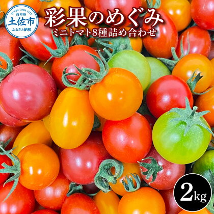 彩果のめぐみ 2kg ミニトマト とまと 詰め合わせ 新鮮野菜 トマト 美味しい 野菜 厳選 新鮮 夏野菜 サラダ tomato ギフト 贈答用 贈り物 プレゼント 数量限定 期間限定 フラガール ラブリーさくら 高知県 土佐市 ふるさとのうぜい 故郷納税 返礼品